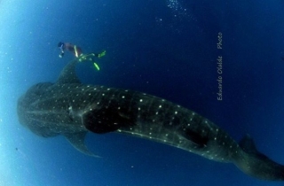snorkel con tiburon ballena